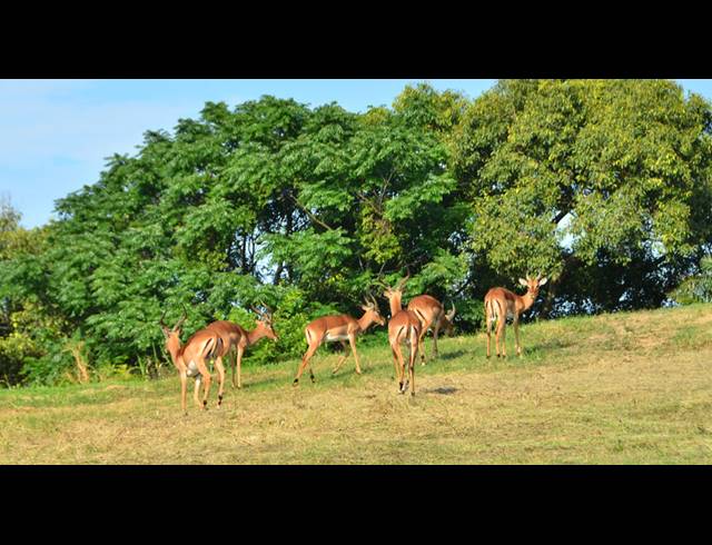 539M² VACANT LAND FOR SALE IN PALM LAKES ESTATE